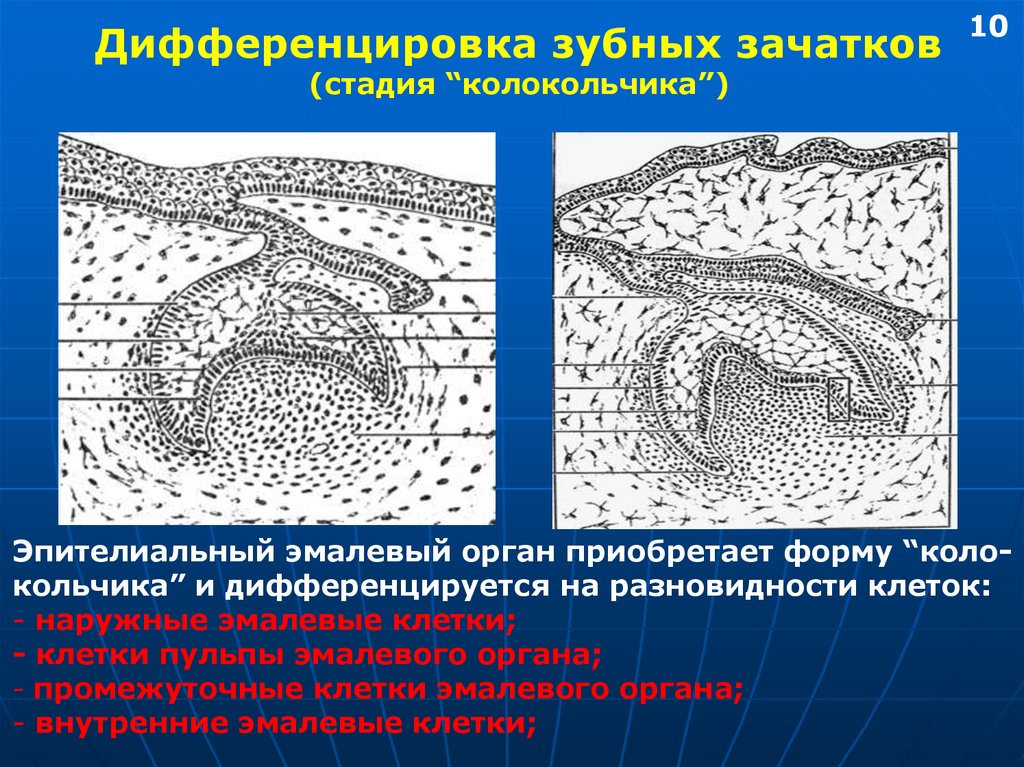 Рентгенологическая картина зубов и их зачатков на различных этапах формирования