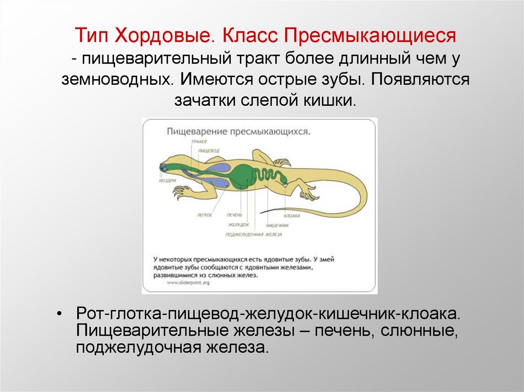 Общий план строения пищеварительной системы хордовых