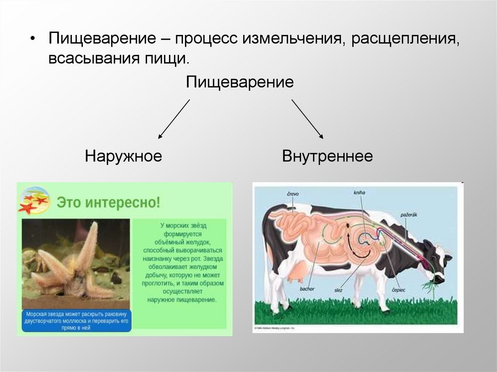 Пищеварительная система животных презентация