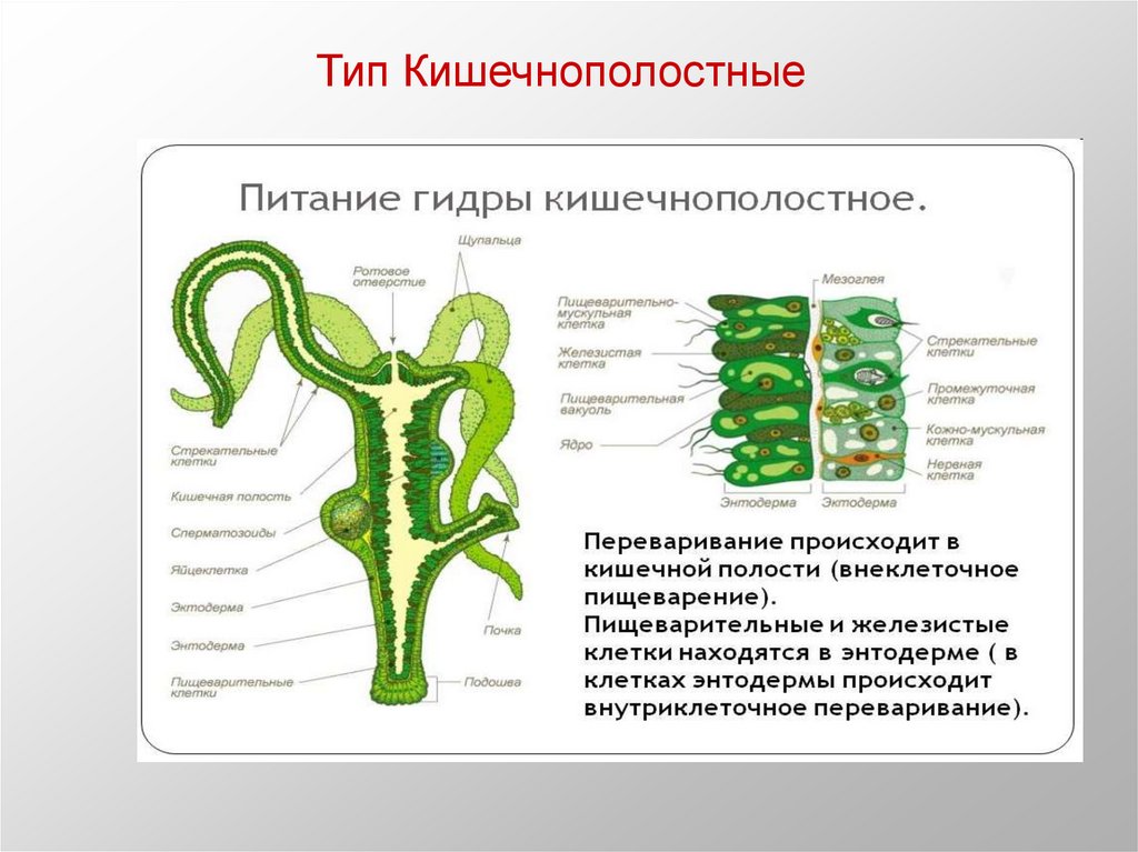 Три признака кишечнополостных. Конспект по биологии 8 класс Кишечнополостные. Тип Кишечнополостные строение 7 класс биология. Тип Кишечнополостные кишечная полость. Строение гидры Кишечнополостные.