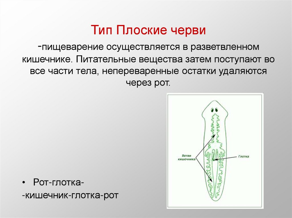 Пищеварительная система плоских червей. Строение пищ системы плоских червей. Тип пищеварения у плоских червей. Плоские черви строение пищеварительной системы. Пищеварительная система плоских червей 7 класс.