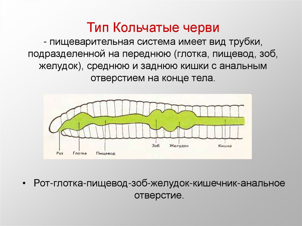 Какая система органов дождевого червя выделена на рисунке темным цветом