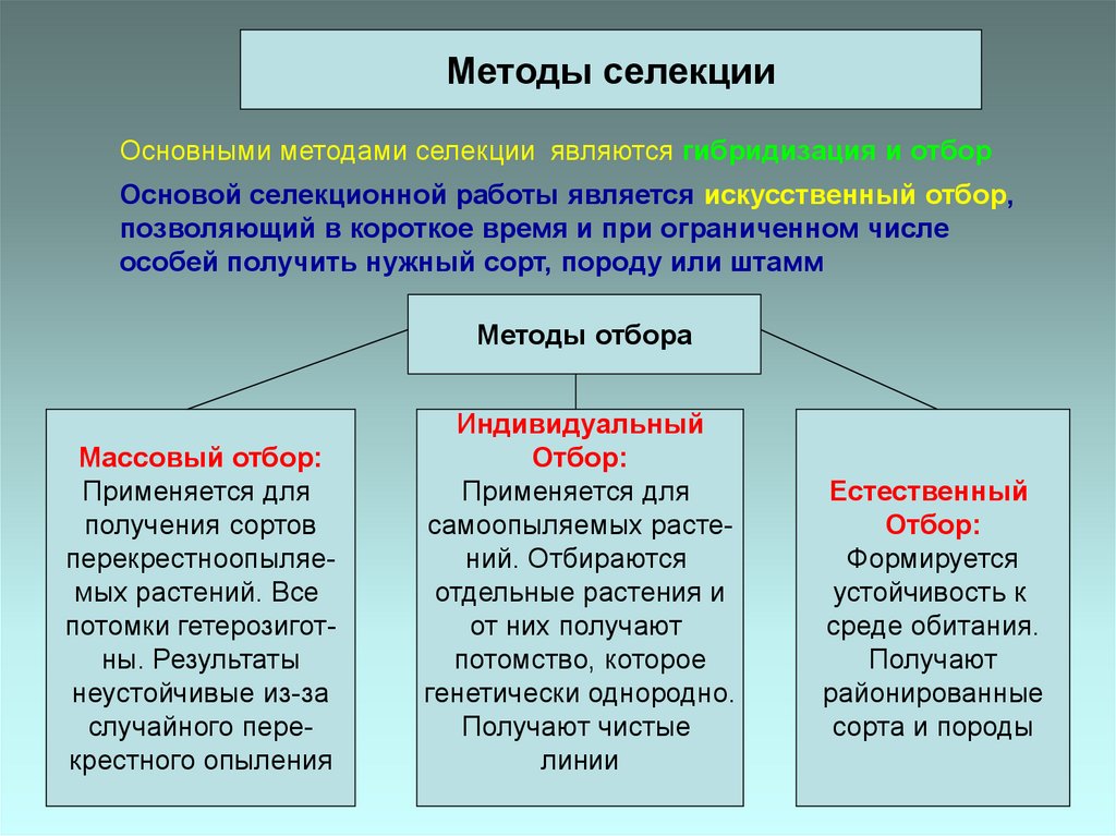 Презентация отбор и гибридизация