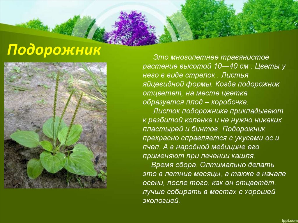 Лекарственные растения тульской области фото с описанием