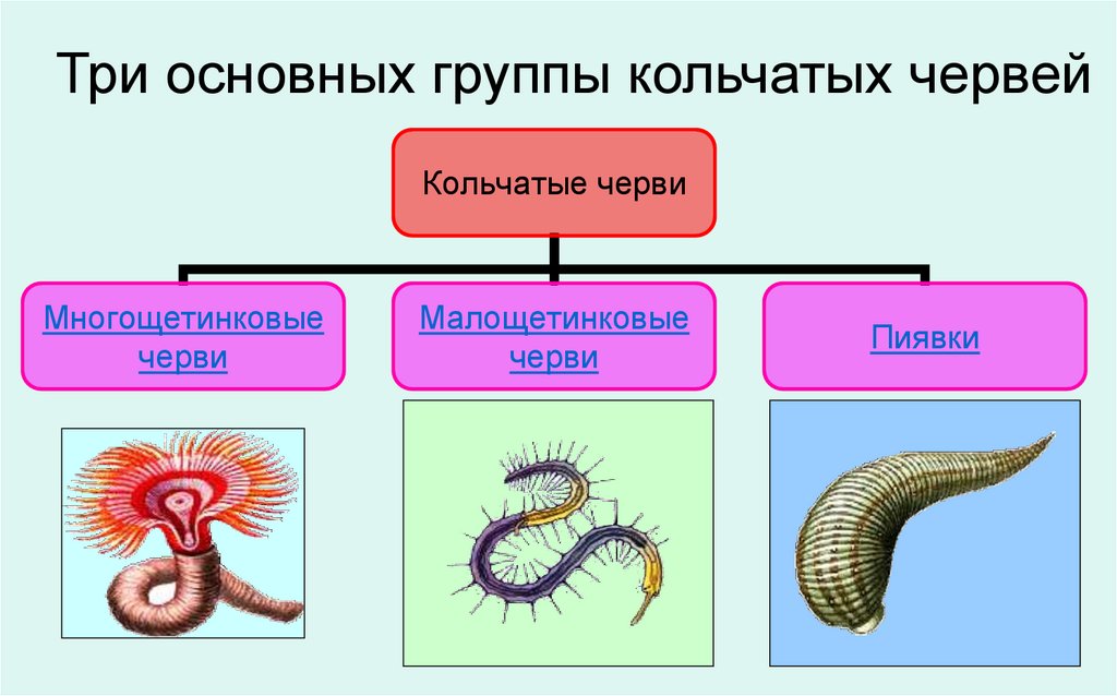 Система малощетинковых червей. Многощетинковые кольчатые черви. Сегментация кольчатых червей. Обои кольчатые черви. Кольчатые черви плакат.