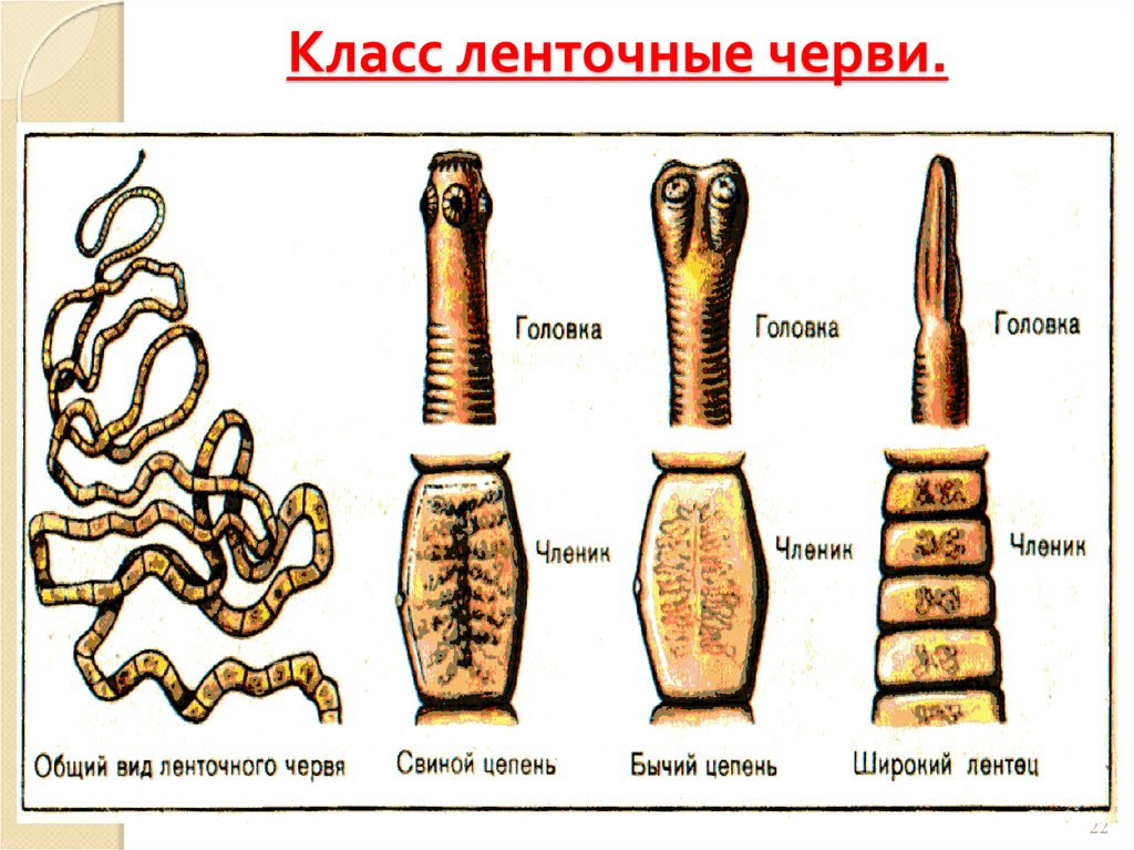 Ленточные черви образ жизни. Тип плоские черви ленточные черви. Класс ленточные черви строение. Представители ленточных червей.