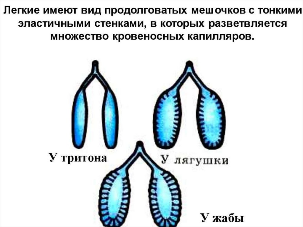 Легкие имеют. Легкие земноводных имеют вид мешочков. Сперматогенез бесхвостых амфибий. Легкие Тритона имеют вид. Легкие Тритона имеют вид мешочков.