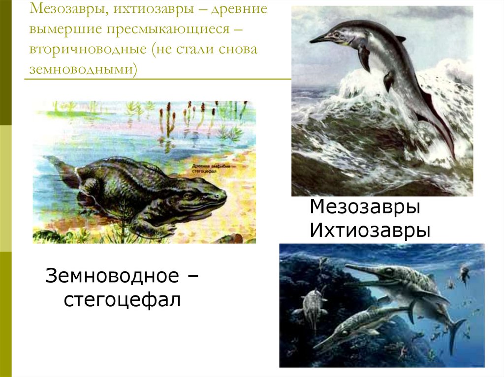 Ихтиозавр первичноводное. Ихтиозавры вторичноводные. Ихтиозавры вторичноводные ихтиозавры. Стегоцефалы и ихтиозавры. Вторичноводные представители.