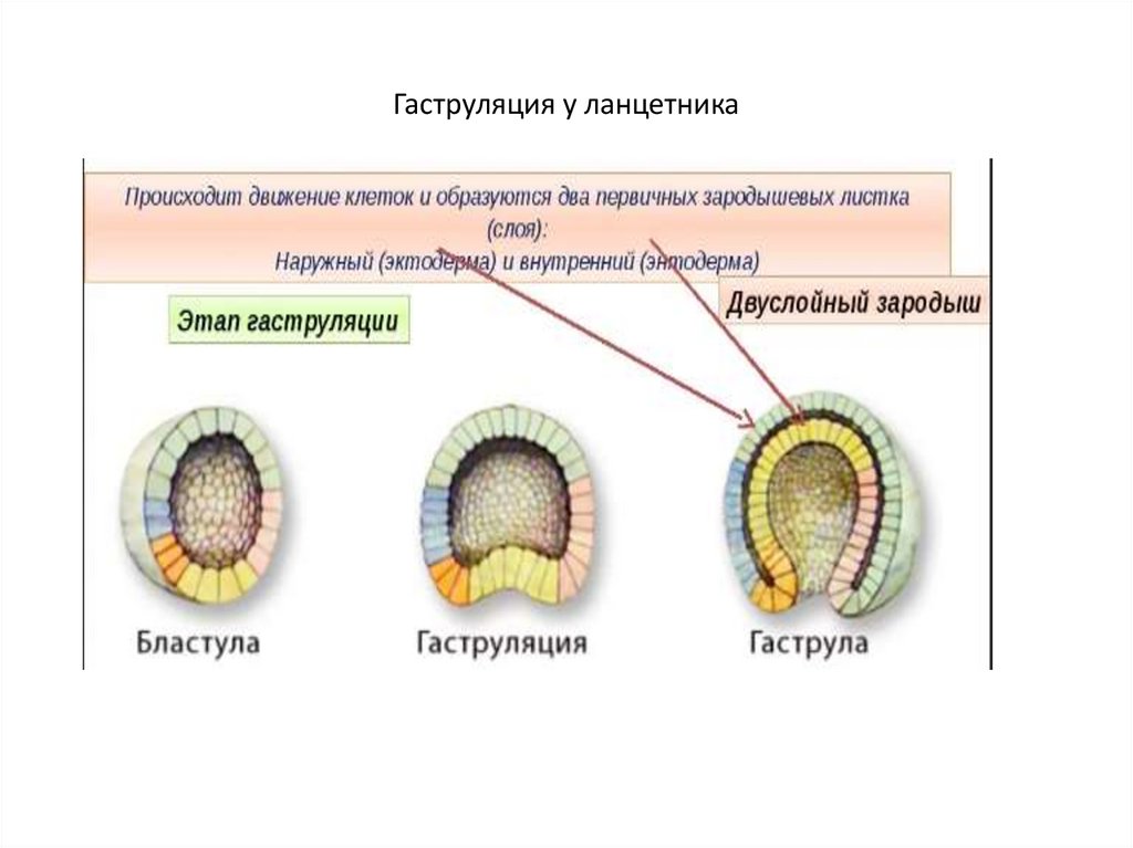 Какой процесс в цикле развития ланцетника изображен. Яйцеклетка бластула гаструла ланцетника. Гаструляция зародыша ланцетника. Гаструляция 3 зародышевых листка. Зародыш ланцетника гаструляции эмбриона.