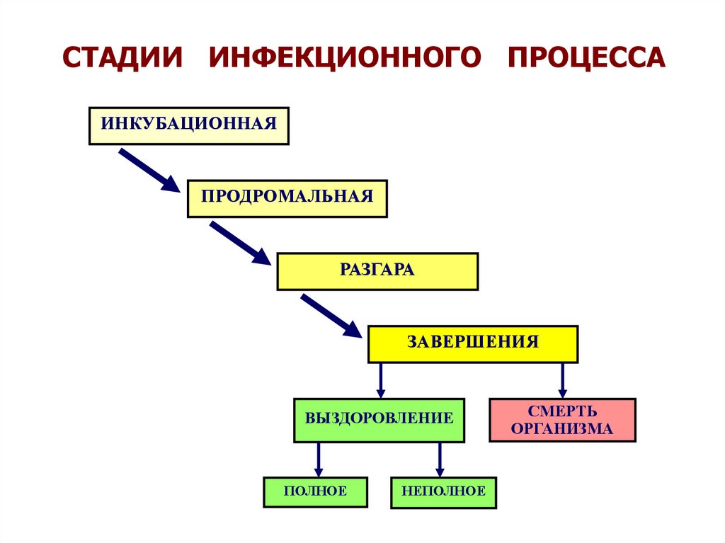 Схема цепочки инфекционного процесса