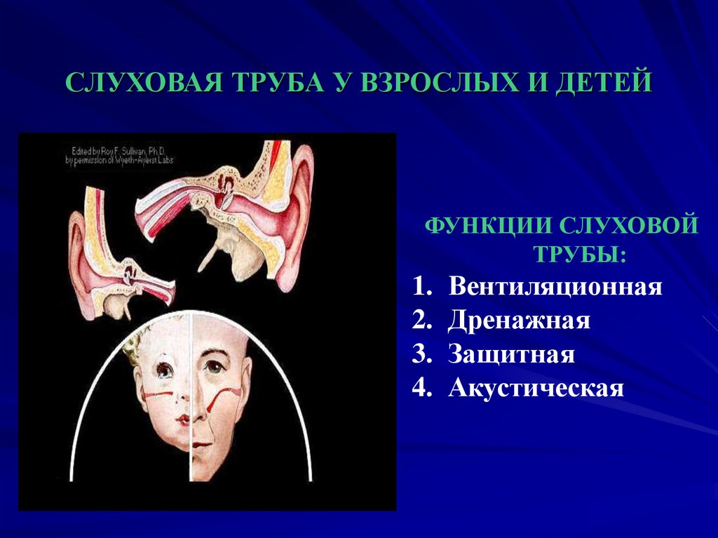Особенности строения слуховой трубы какую функцию выполняет. Слуховая евстахиева труба. Функция евстахивой трубы. Слуховая евстахиева труба функции. Функции слуховой евстахиевой трубы.