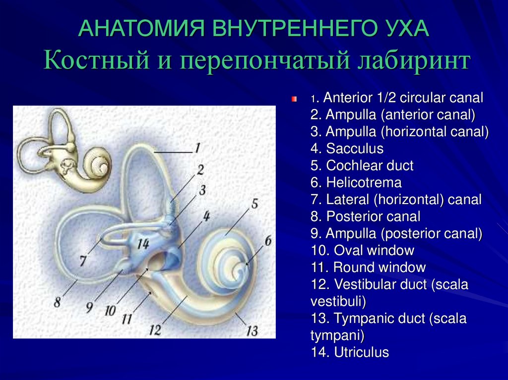Полость внутреннего уха заполнена воздухом. Части перепончатого Лабиринта внутреннего уха. Внутреннее ухо костный и перепончатый лабиринты. Костный и перепончатый Лабиринт внутреннего уха. Анатомия внутреннего уха.