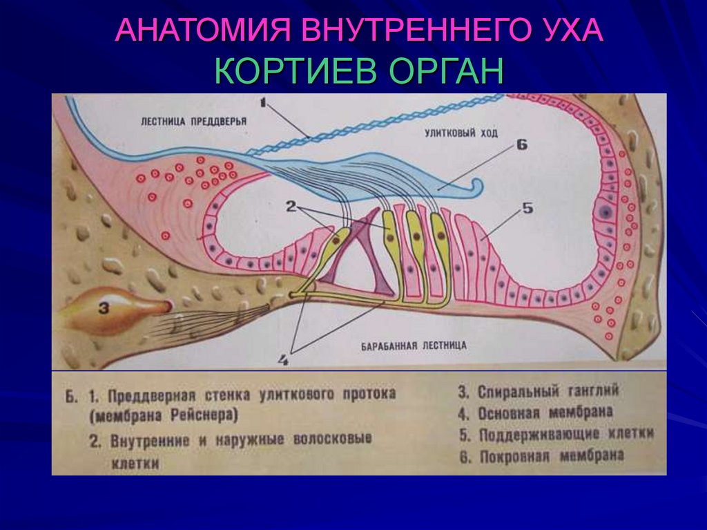 Презентация анатомия внутреннего уха