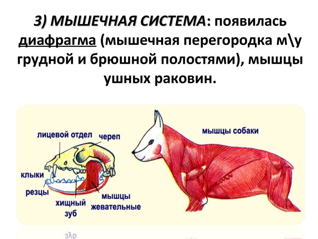 Последовательность процессов пищеварения у млекопитающих