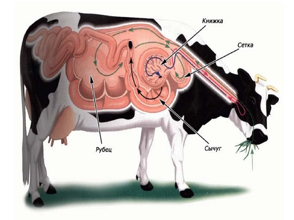 Гипотония преджелудков. Сычуг крупного рогатого скота. Аускультация сычуга у коров.