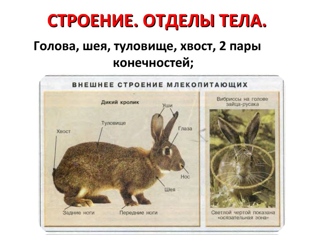 Особенности внешнего строения зверей. Внешнее строение млекопитающих кролик. Внешнее строение млекопитающих заяц. Заяц Русак анатомия строения. Внешнее строение зайца.