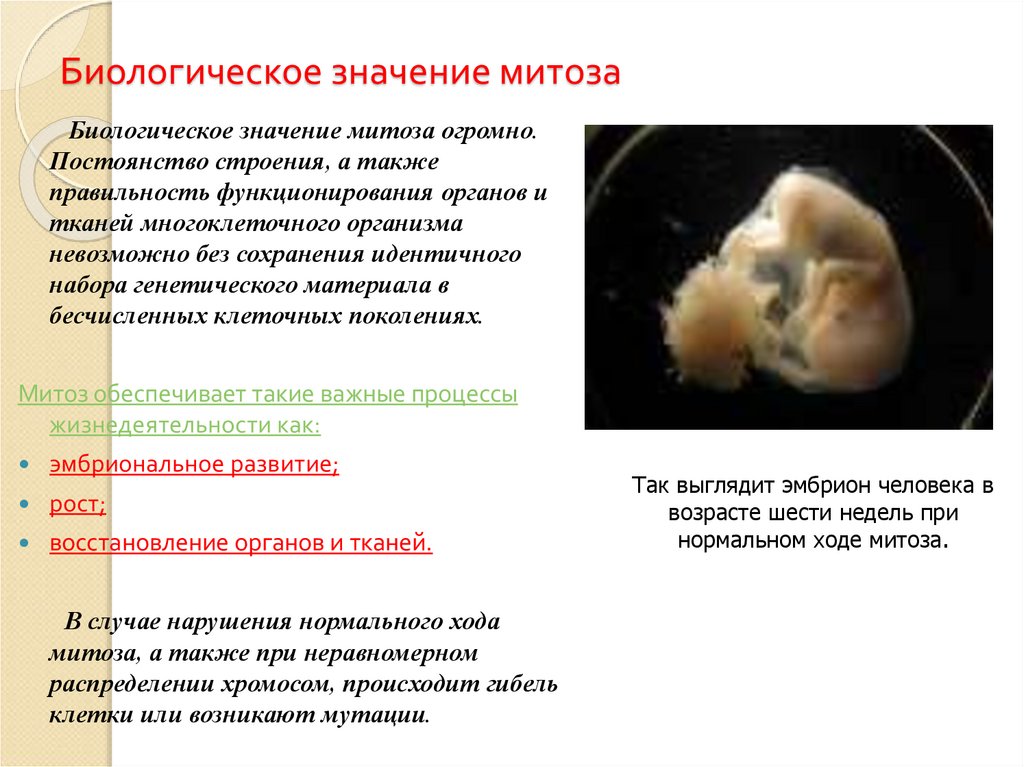 Биологическое значение митоза
