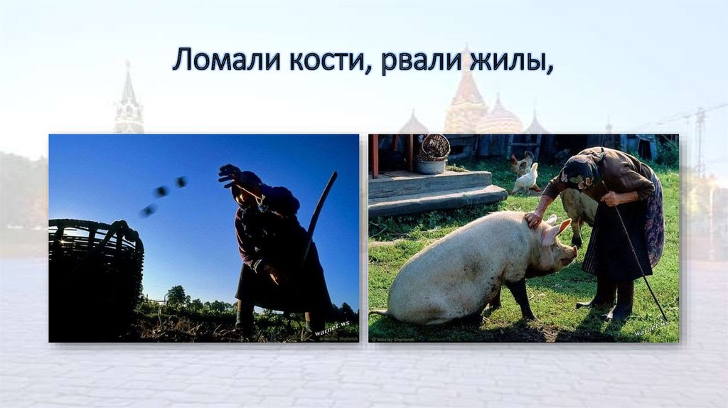 Ломали кости, рвали жилы,