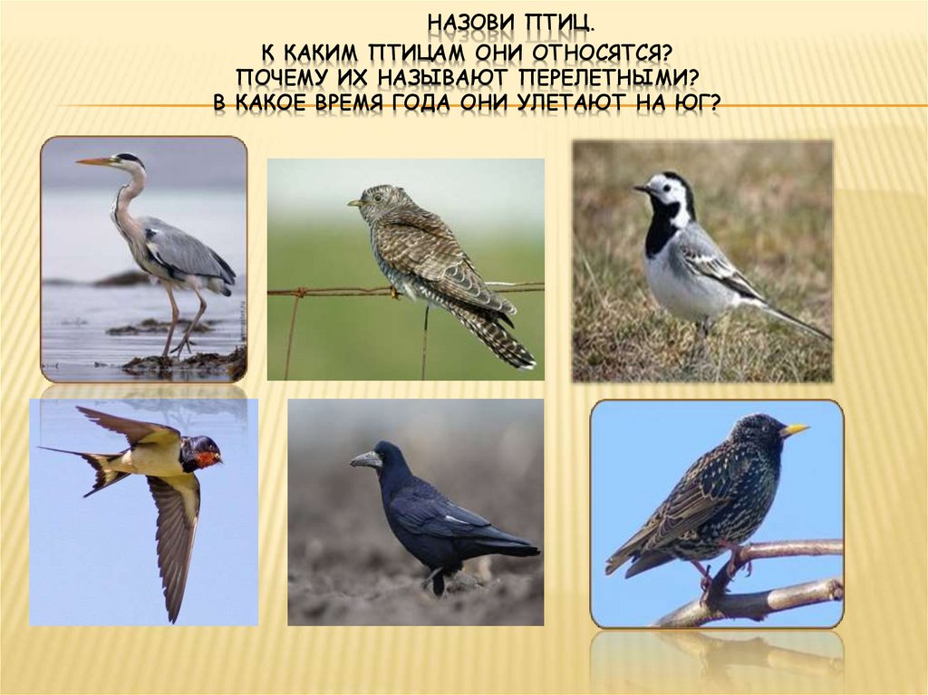 Говорящие птицы названия. Перелетные птицы почему их так называют.