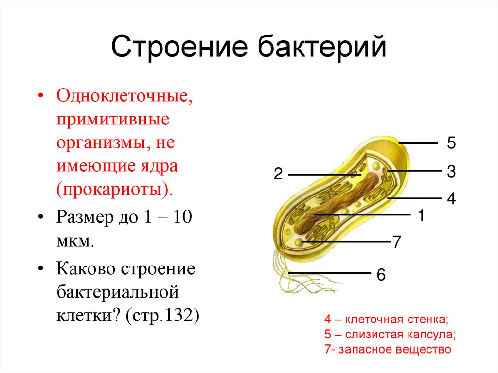 Примитивные организмы. Примитивные организмы строение бактерий. Внутреннее строение бактерии. Бактериальная клетка 100*10 мкм.