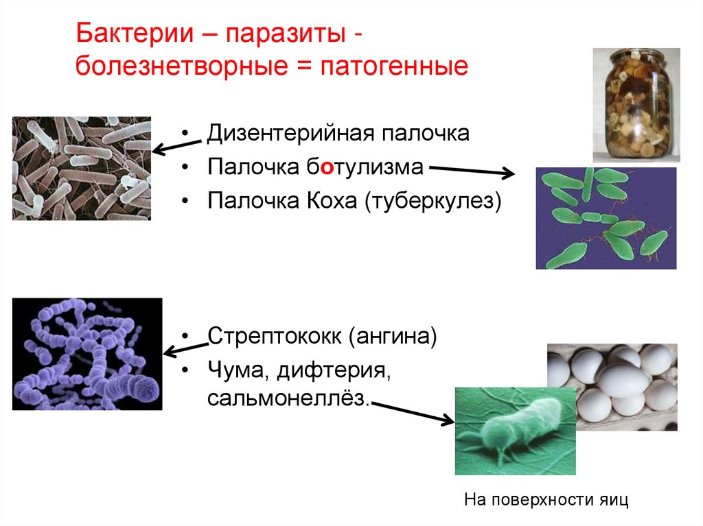Формы бактерий паразитов. Паразитические болезнетворные бактерии. Презентация биология 7 класс бактерии паразиты.