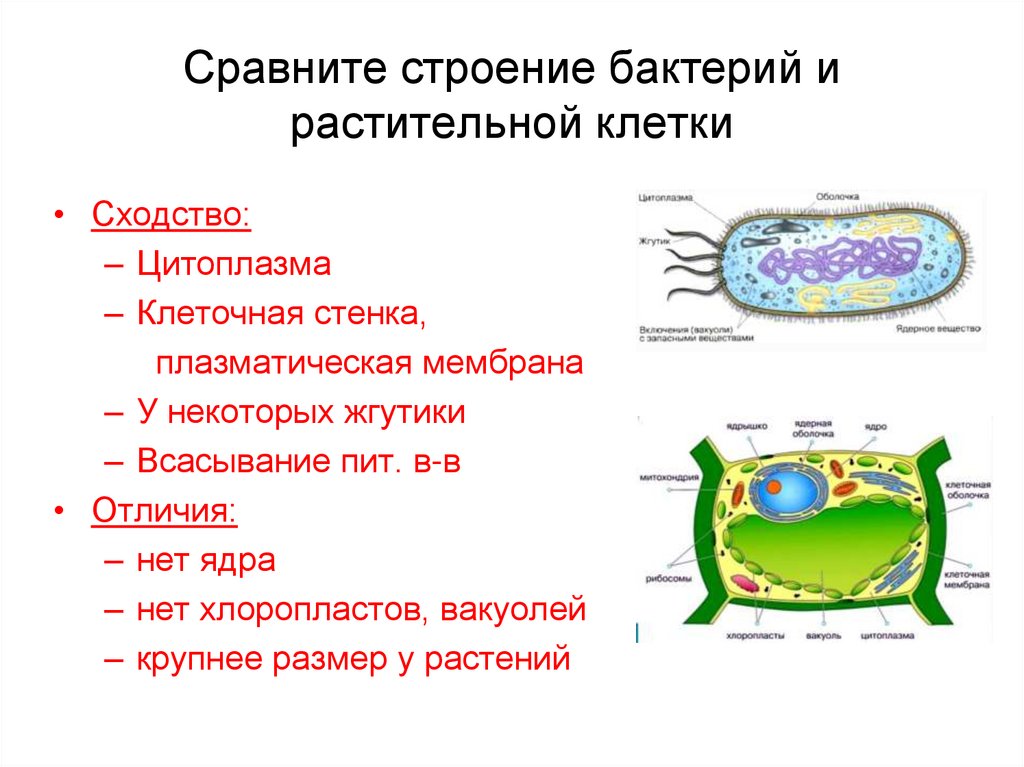 Животная растительная грибная бактериальная клетки