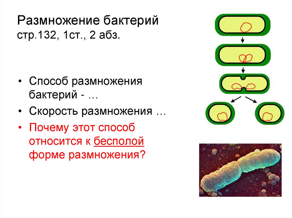 Размножение бактерий. Бесполое размножение бактерий. Способы размножения бактерий. Царство бактерий размножение. Типы размножения бактерий.