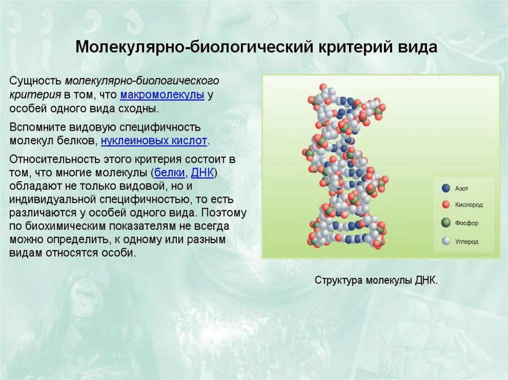Презентация по биологии 11 класс вид критерии и структура