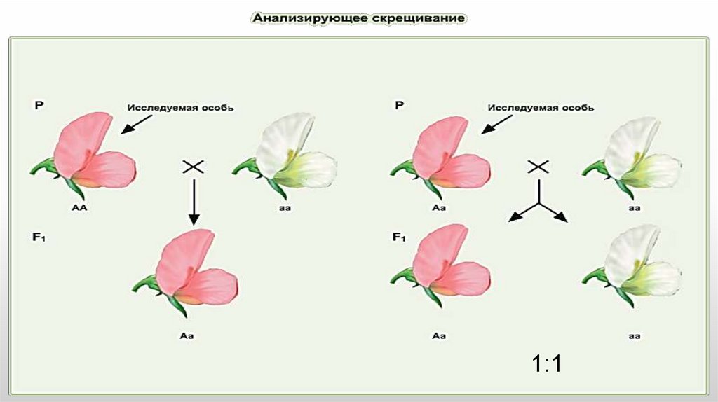 Анализирующее скрещивание фенотип