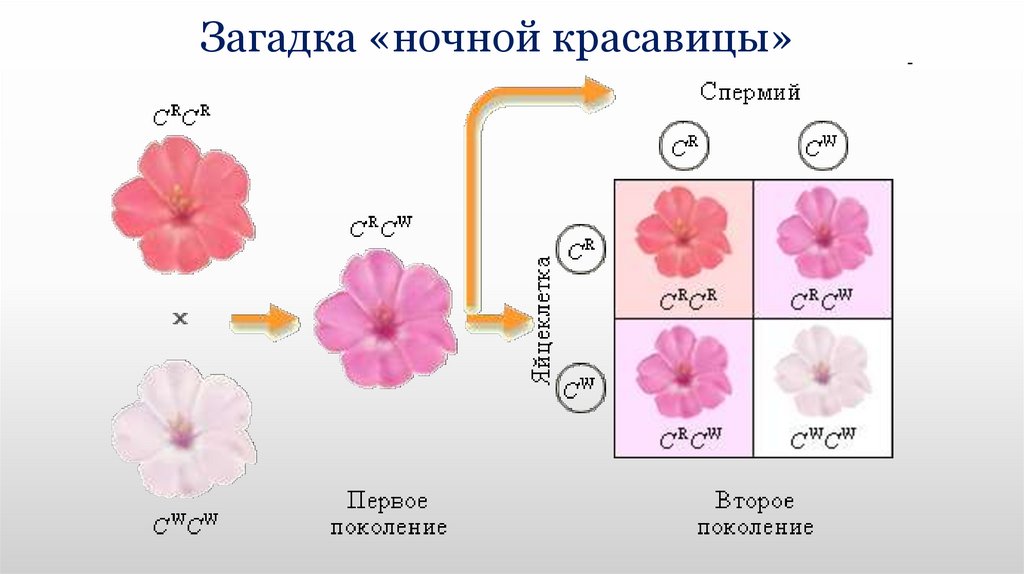 Неполное доминирование ночная красавица. Ночная красавица неполное доминирование. Неполное доминирование схема. Скрещивание ночной красавицы. Ночная красавица цветок розовый.