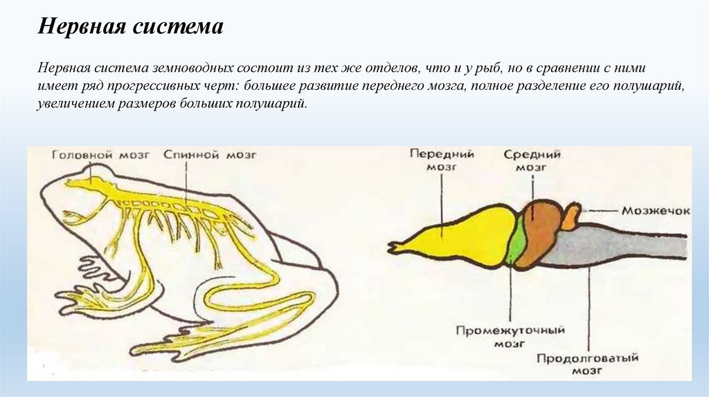 Головной мозг земноводных рисунок