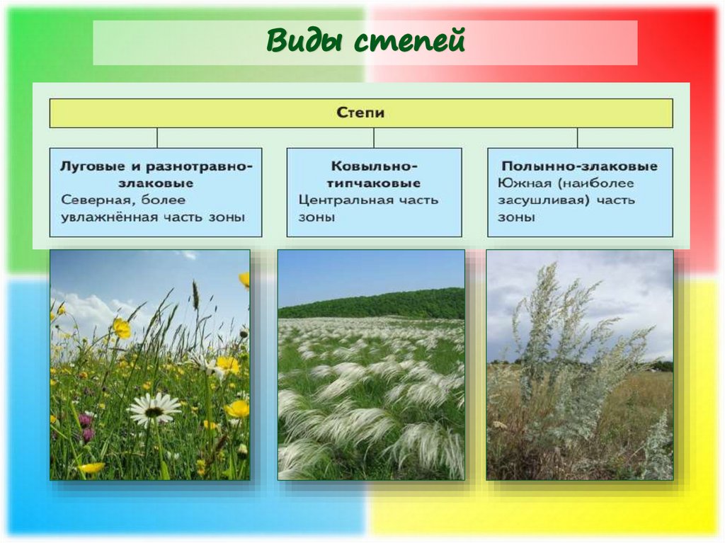 Природные компоненты степи. Типы степей России. Общий вид степи. Растительность степи. Виды растительности в степи.