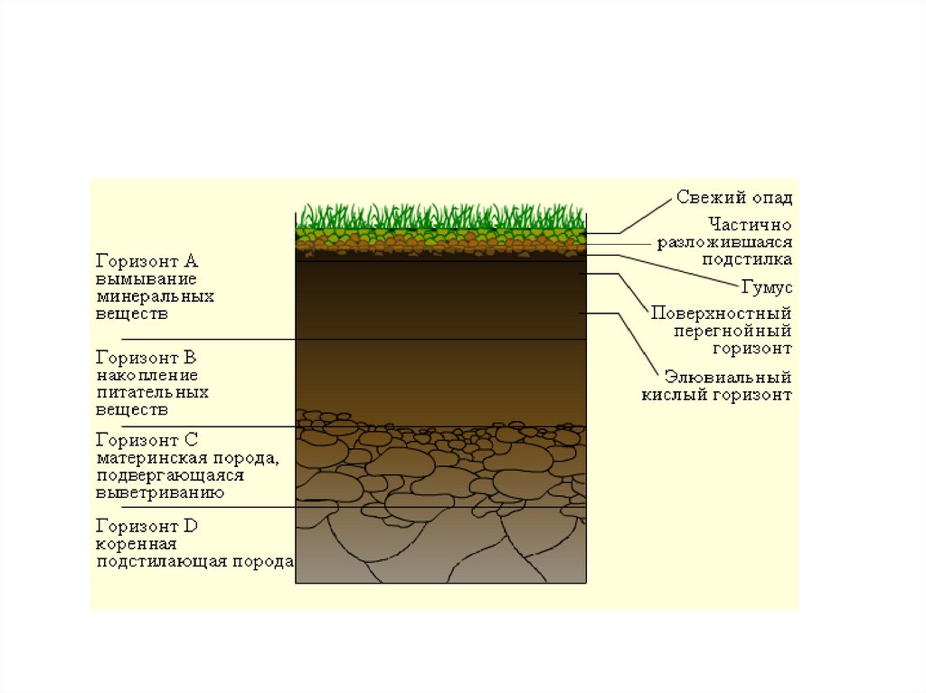 Три слоя почвы. Гумусный слой почвы это. Турбированный слой почвы. Особенности чередования почвенных слоев. Слои почвы 3 класс окружающий мир.