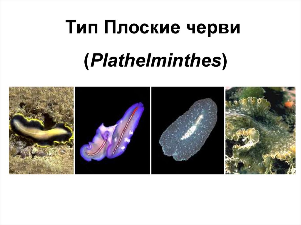 Виды плоских червей. Тип плоские черви (Platyhelminthes). Свободноживущие плоские черви 7 класс. Свободноживущие плоские черви представители.