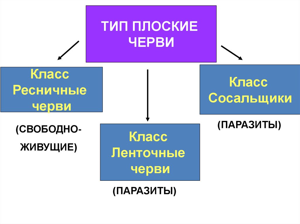 Биология 7 плоские черви. Тип плоские черви 7 класс систематика. Тип плоские черви опорные схемы. Систематика типа плоские черви таблица 7 класс биология. Систематика плоских червей 7 класс.