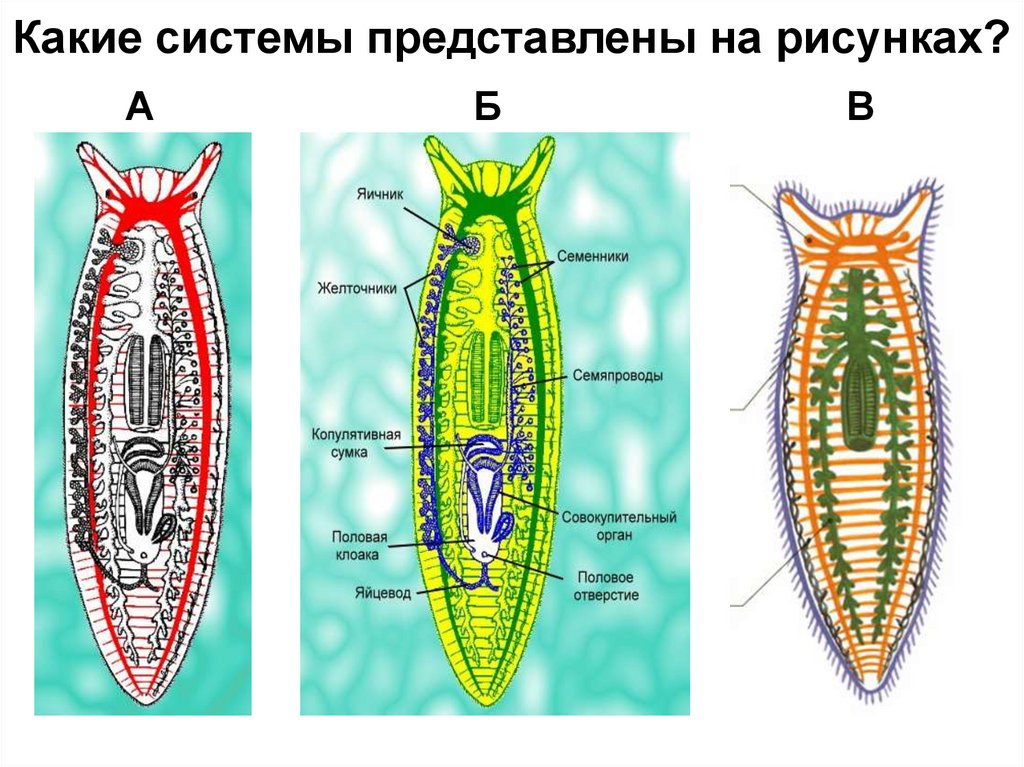 Плоские черви системы рисунок. Строение плоских червей ленточные 7 класс биология. Тип плоские черви строение планарии. Строение плоских червей 7 класс биология. Строение плоские черви 7 класс биология.