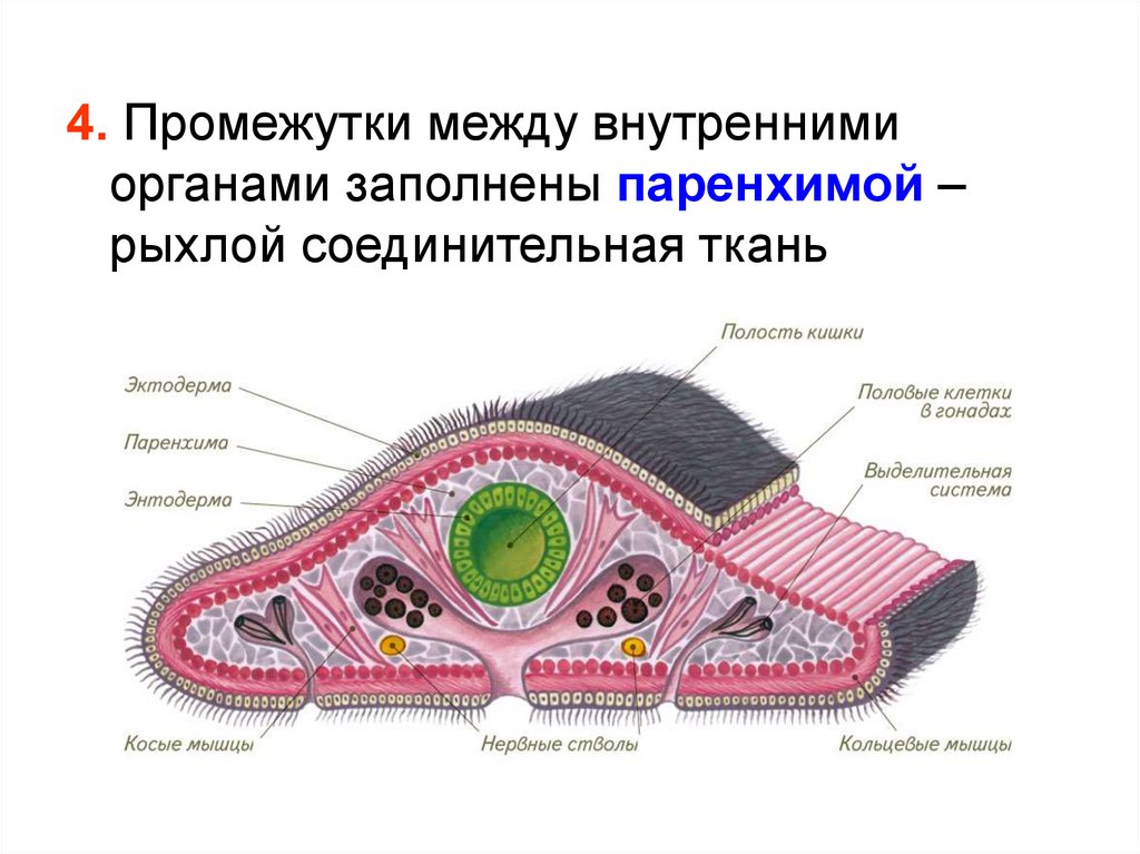 Полость тела заполнена жидкостью. Промежутки между органами заполнены паренхимой. Паренхима промежутки между органами. Промежутки между органами заполнены у плоских червей. Пространство между органами заполнено.