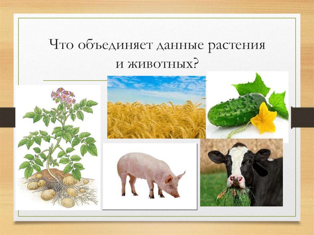 Значение организмов в природе. Взаимодействие растений с животными. Растения для животных и человека. Полезные живые организмы. Что объединяет растения и животных.