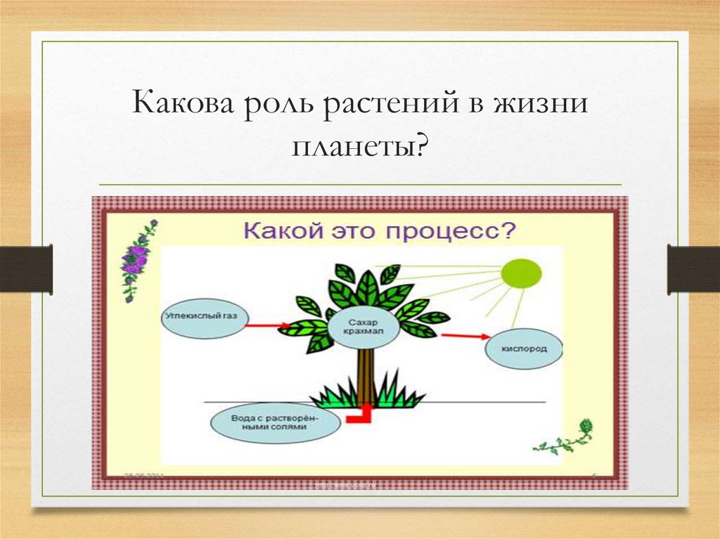 Презентация значение растений в природе и жизни человека