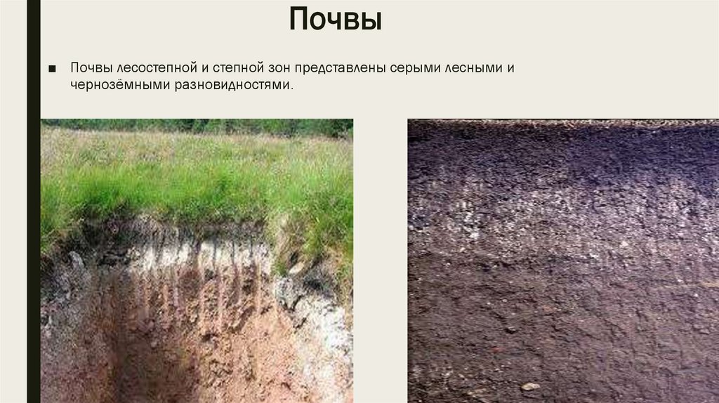 Какие почвы в степях россии. Почв лесостепной и Степной зоны. Почвы лесостепи. Зона лесостепи почвы. Чернозёмы лесостепи почвы.