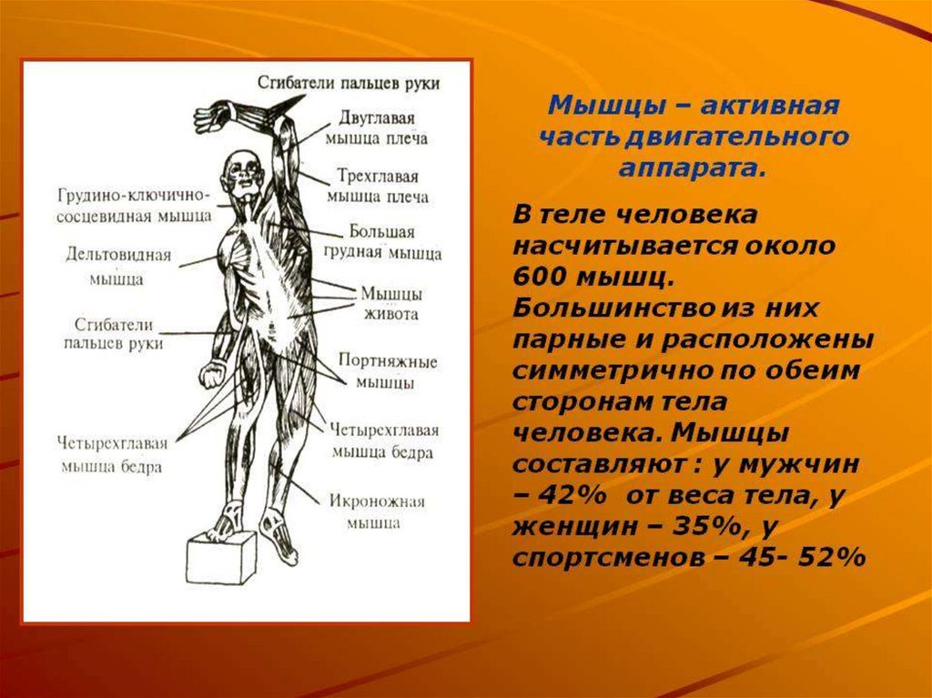 Насчитывается около. В теле человека насчитывается:. В теле человека насчитывается около мышц. Сколько мышц насчитывается в теле человека. Всего в теле человека насчитывают около ... Мышц..