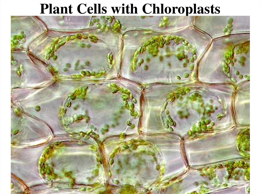Plant Cells with Chloroplasts