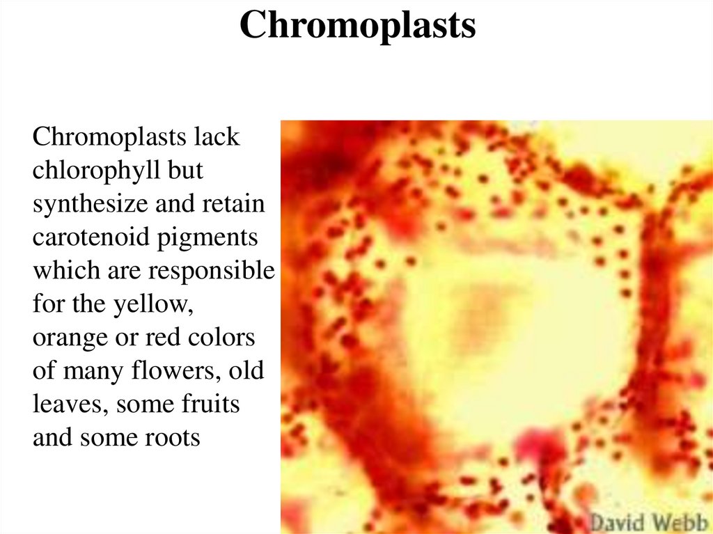 Chromoplasts
