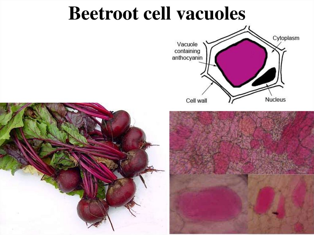 Beetroot cell vacuoles