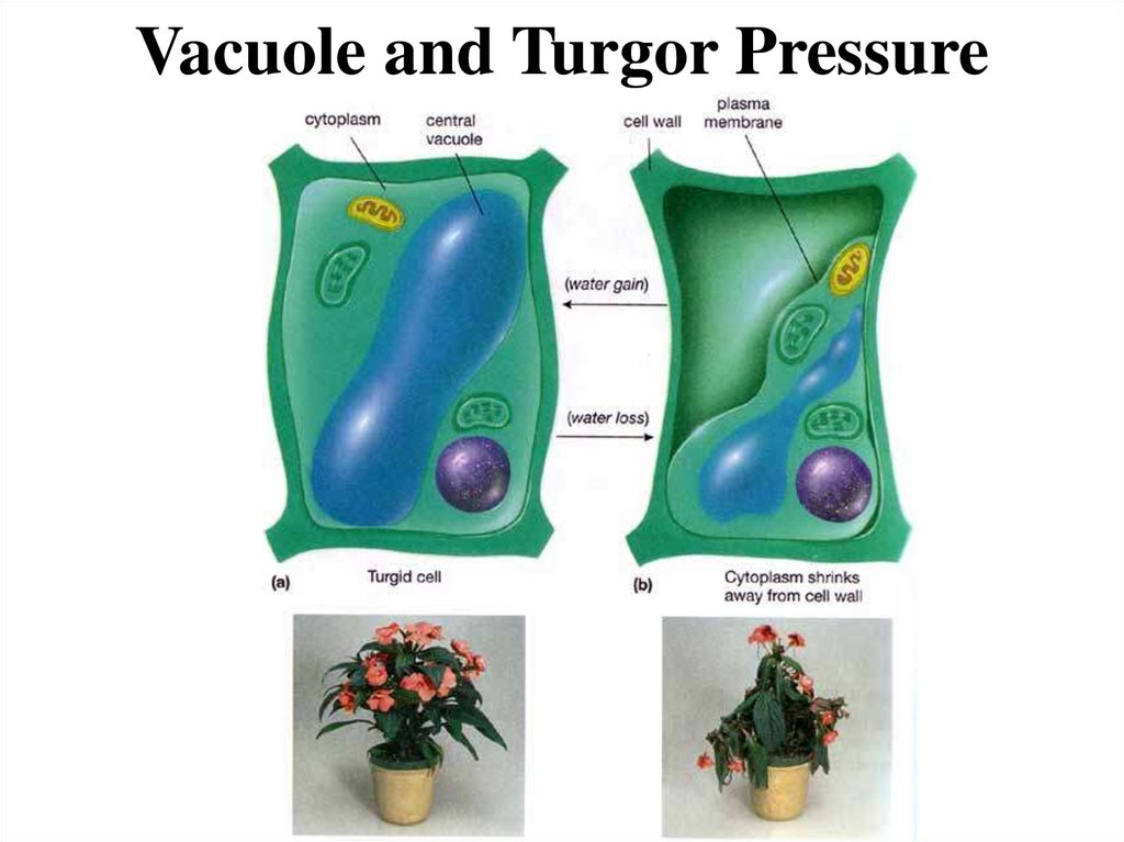 Vacuole and Turgor Pressure