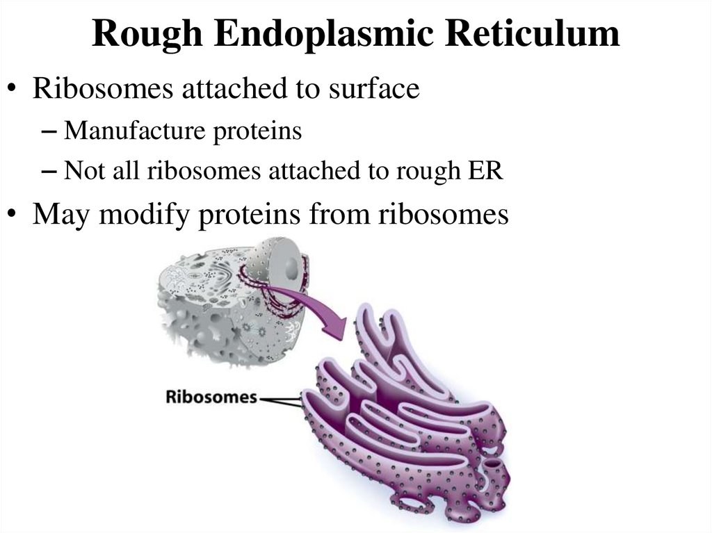 Rough Endoplasmic Reticulum