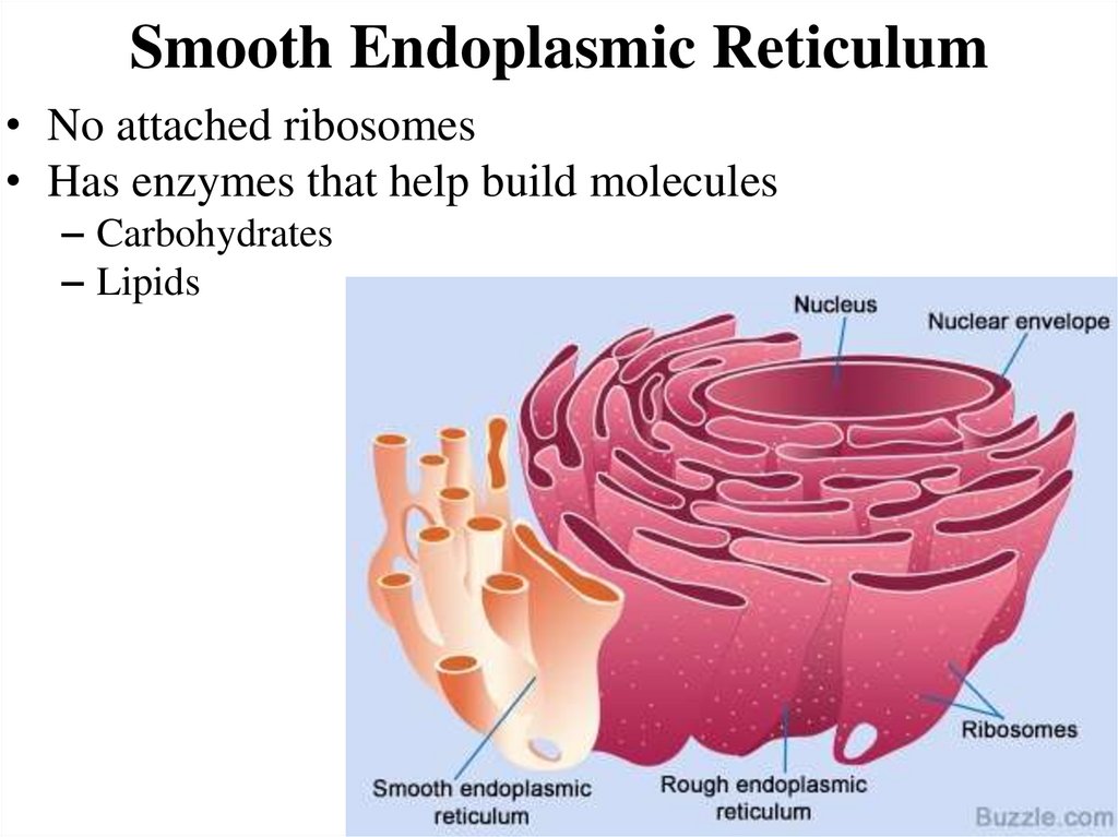 Smooth Endoplasmic Reticulum