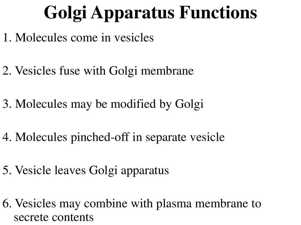 Golgi Apparatus Functions