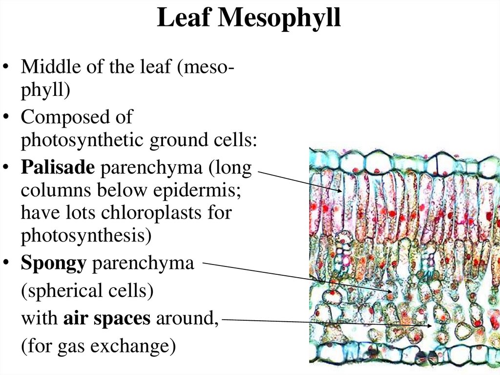 Leaf Mesophyll