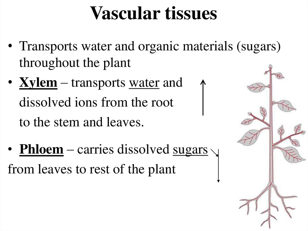 Vascular tissues